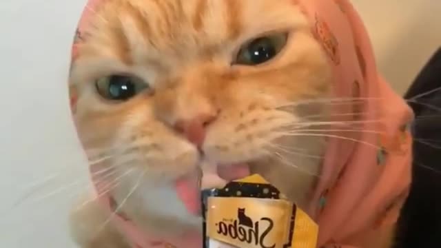 Cats who eat cat strips seriously are really cute
