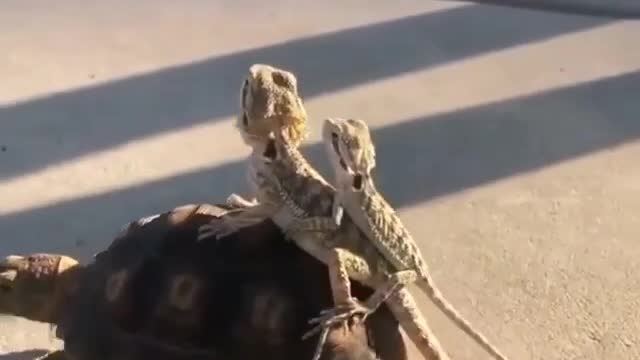 the lizard's funny ride.