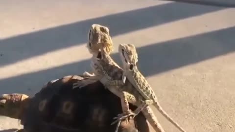 the lizard's funny ride.