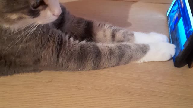 love and cat