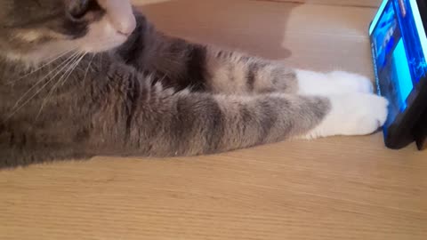 love and cat