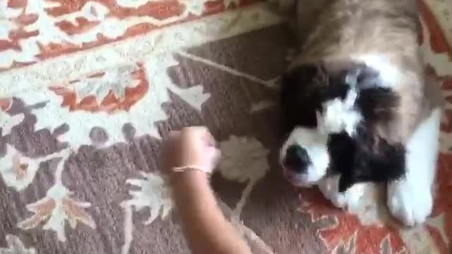 Fluffy puppy learns to rollover