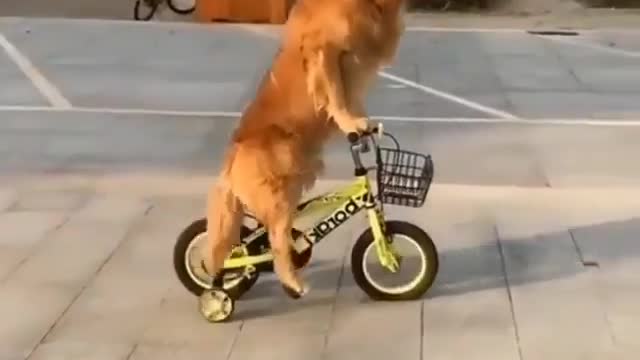 When the dog ride a bike