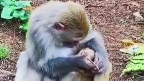 monkey copying human!! Funny monkey video # funny#shorts