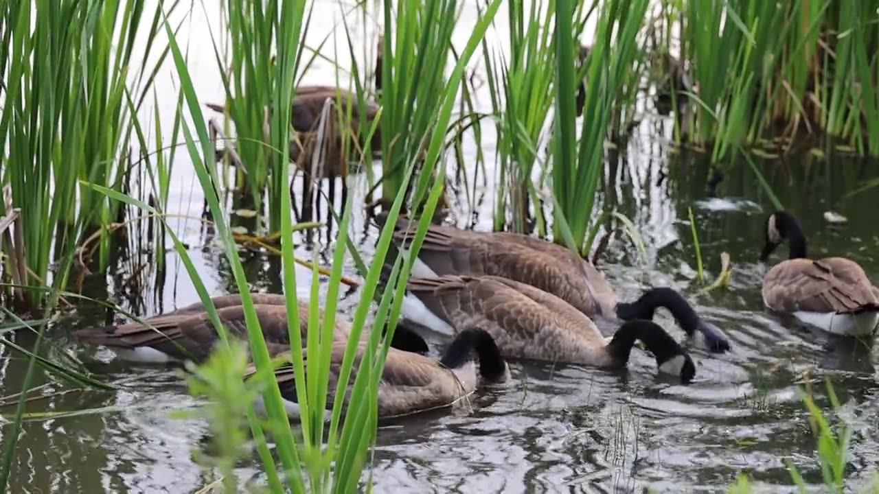 Best Beautiful Natural Scenery of Bird and Duck.