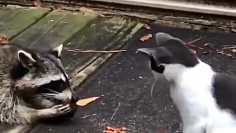 Raccoon and cat have breakfast and a third guest would like to join