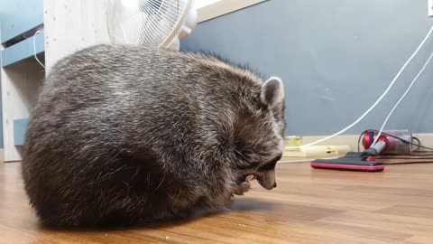 Raccoon tries to eat the snacks in the plastic bottle.