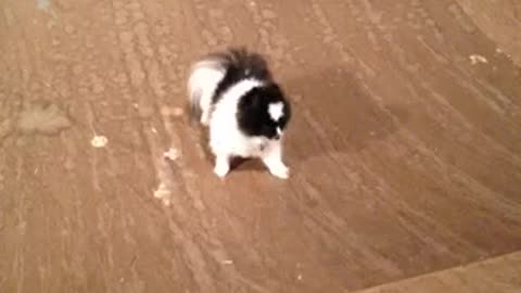 Small white dog trying to climb ramp but slides down