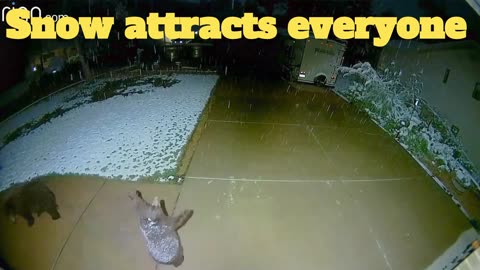 Everybody Loves Snow