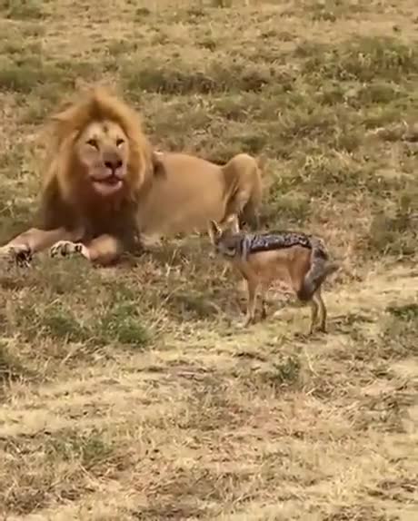 Lion and emu