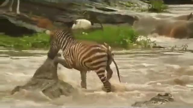 Very impudent zebra