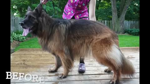 Talkative long haired German Shepherd