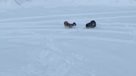 Dogs playing in slow motion