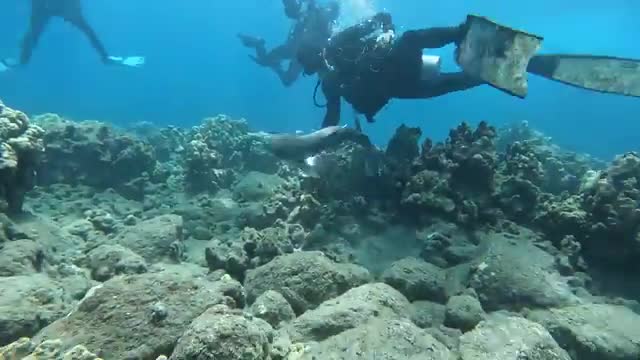 Dive Instructor cuts fishing line stuck to baby shark