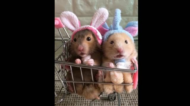 Two beautiful and cute ramsters in the shopping cart.