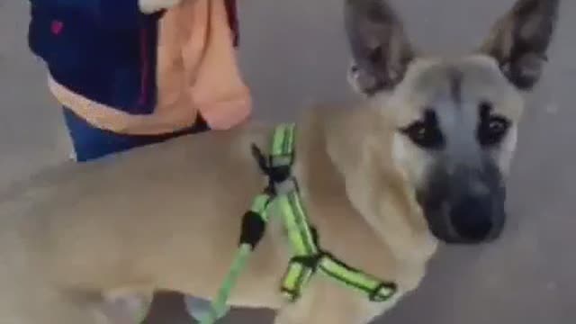 Dogs funny a casquete