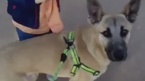 Dogs funny a casquete
