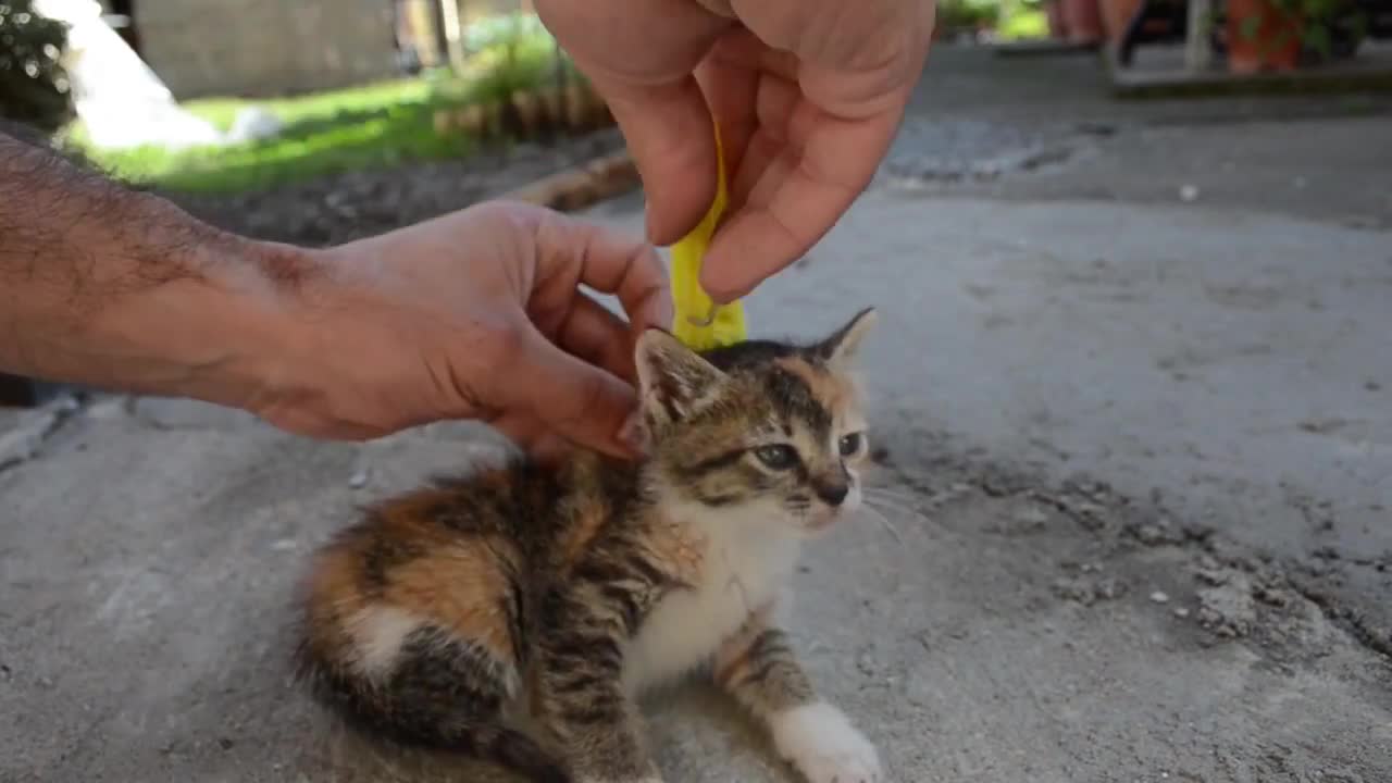 How To MOM The Spiderman Cat