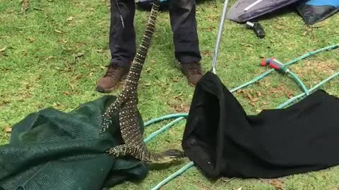 Big Lace Monitor Lizard Caught After Stealing Eggs