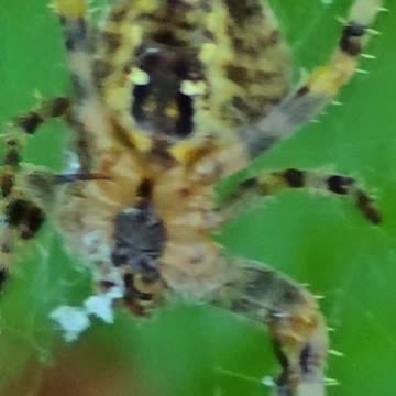Beautiful cross spider sits in its web.