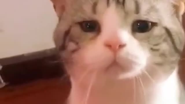 cute but sad cat