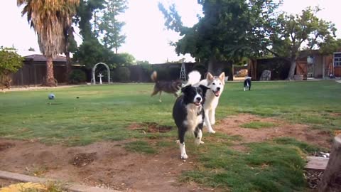 Dogs playing outside