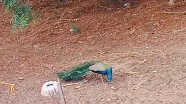 AMAZING BIRDS