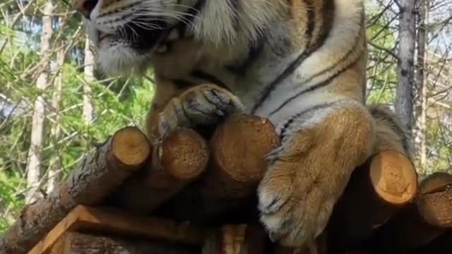 The imperious tiger casually looks at his territory