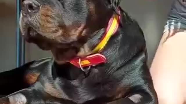 Dog funny video and family