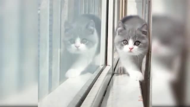 cats video, beauty cats video, cute cats video,