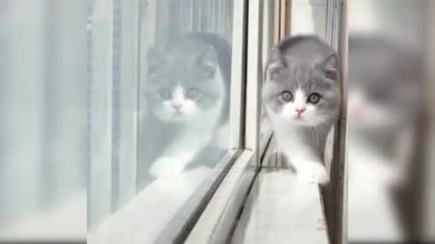 cats video, beauty cats video, cute cats video,