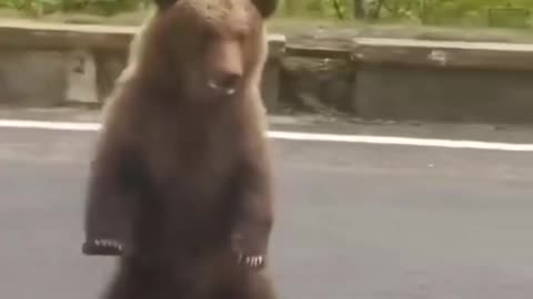 Hey, look at me walking..🐻