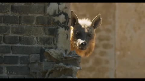 Healing, abandoned buildings become wild animals' homes-004