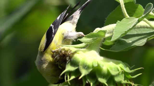 Yellow Finch Eating Sunflower.