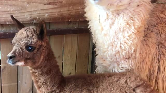 alpaca