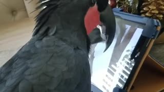 Cockatoo intensely watches documentary about cockatoos