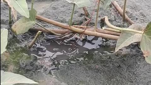 This is a beautiful and charming water-dwelling species