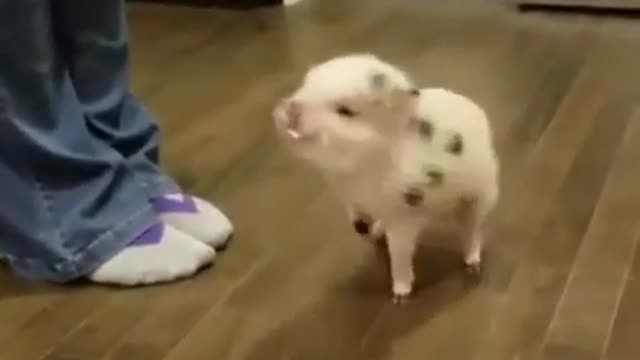 Cute pig doing a trick