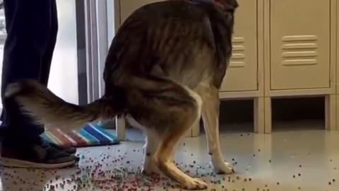 WATCH! Colorado dog goes viral pooping out a rainbow of Orbeez water toys