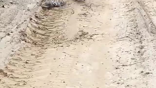 A cat and a weasel, who can win