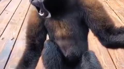 Where is My Food #shorts #viral #shortsvideo #video