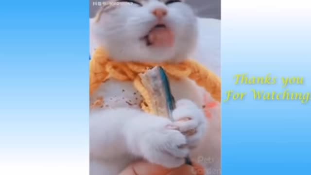 Cute cat video