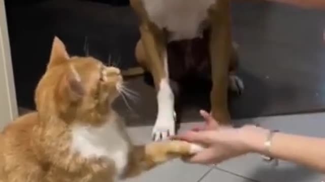 Cute cat and Dog reaction to treats 😻😍😃⭐ #shorts