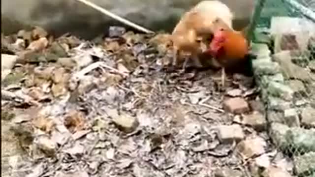 Chicken vrs Dog Fight - Funny Dog Fight Videos