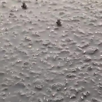 So many little baby frogs