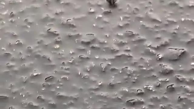 So many little baby frogs