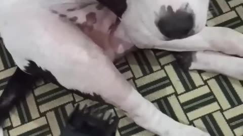 My Dog is Smarter than Husky and Chihuahua 🔥