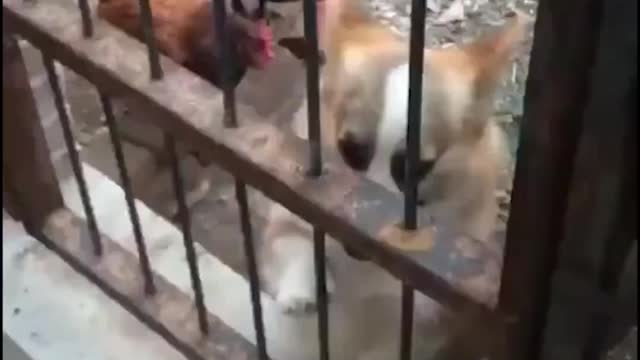 Corgie Funny Moment With Chicken