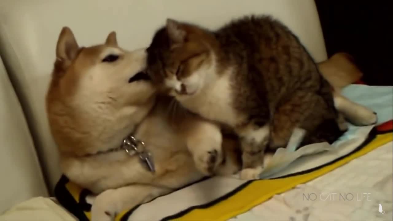 Part 1 Funny Animal Videos