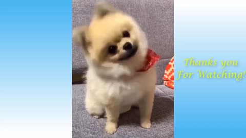 Cute pets & funny animal complation